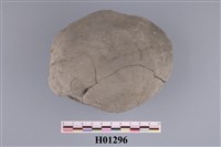 藏品(花月蛤)的圖片